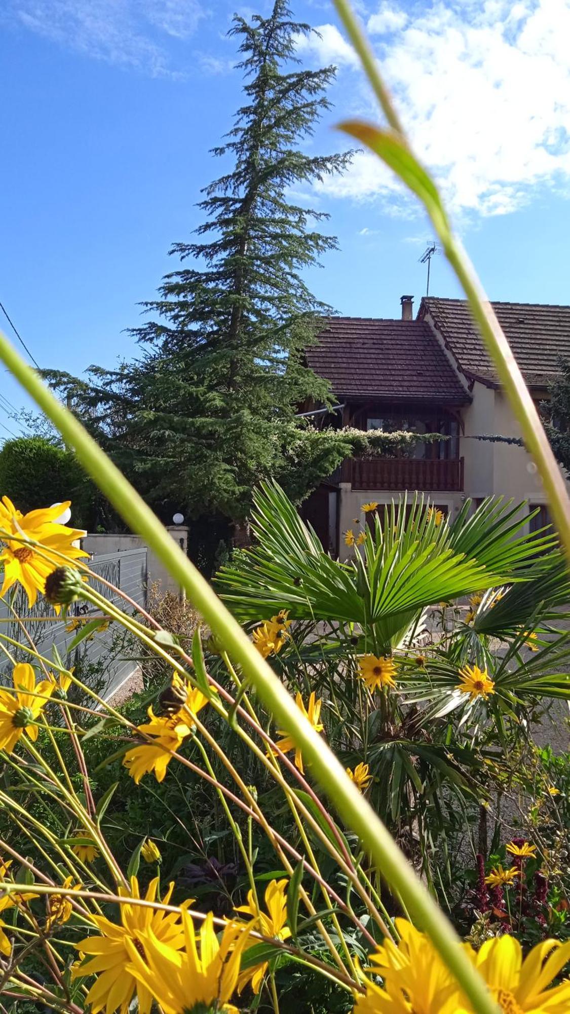 Des Cedres A Taize Cluny